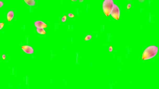 Лепестки Роз Падают Зеленый Экран — стоковое видео