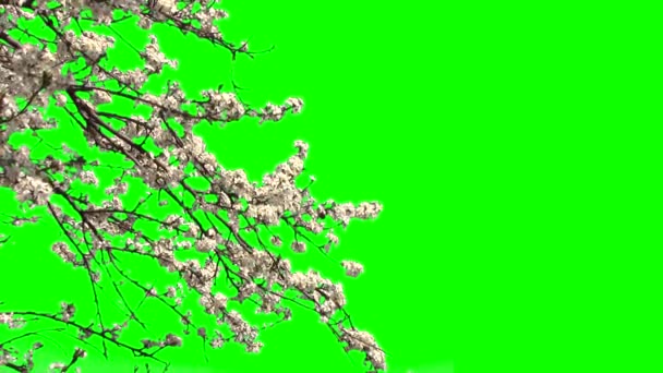 Arbre Fleurissant Sur Écran Vert — Video