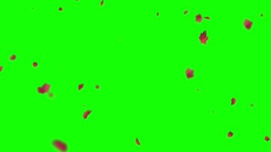 Yeşil Ekranda Sonbahar Yaprakları Düşüyor