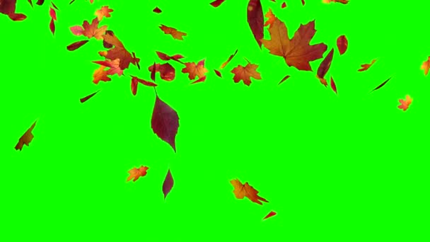 秋叶落在绿幕上 — 图库视频影像