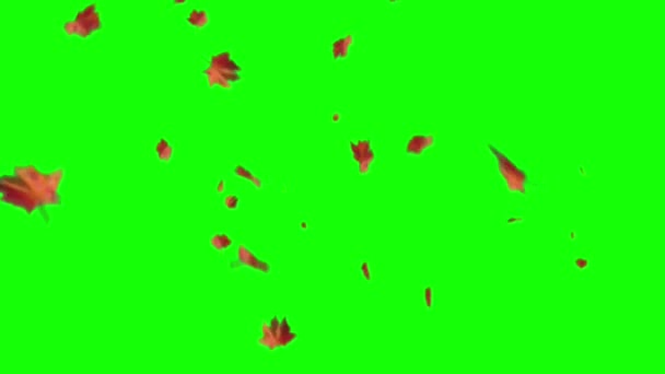 Φθινοπωρινά Φύλλα Πέφτουν Στην Πράσινη Οθόνη — Αρχείο Βίντεο