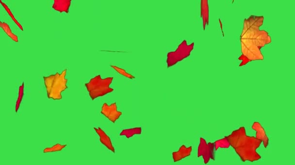 秋叶落在绿幕上 — 图库视频影像