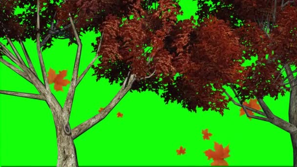 Árvore Deixa Cair Tela Verde — Vídeo de Stock