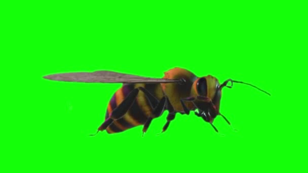 Honey Bee Looking on Green Screen