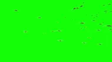 Yeşil Ekranda Uçan Bal Arıları Sürüsü