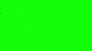 Yeşil Ekranda Uçan Bal Arıları Sürüsü