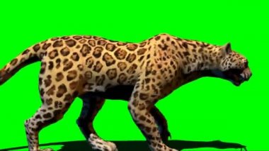 Yeşil Ekranda Yürüyen Leopar