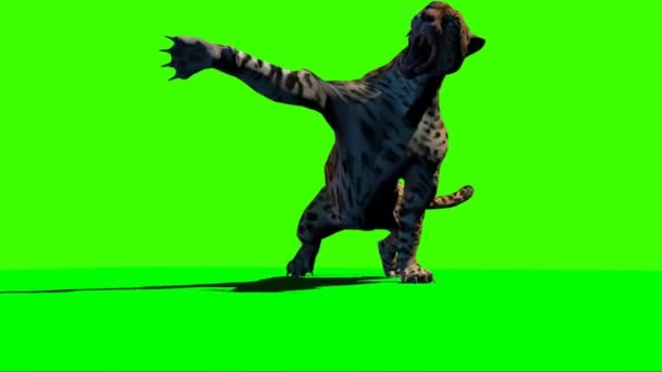 Attacco Leopardo Sullo Schermo Verde — Video Stock