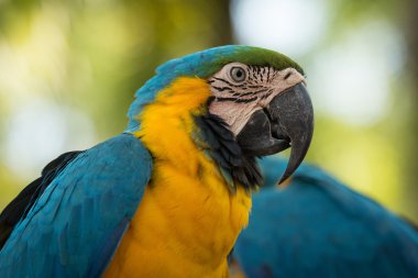 Papağan kafası yakın plan.