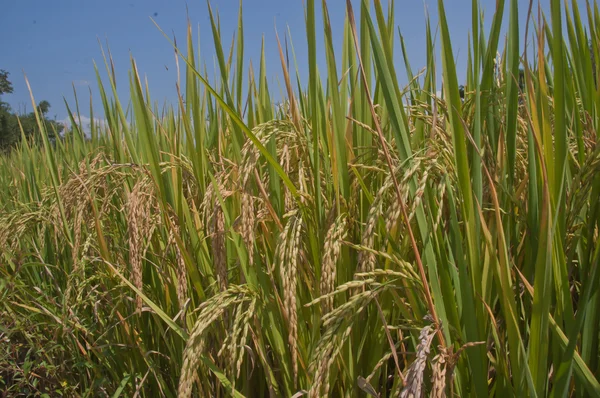Рисовые Поля Таиланда — стоковое фото