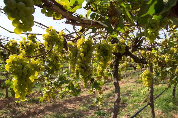 Winogrona Produkcji Wina Uprawy Winogron — Zdjęcie stockowe