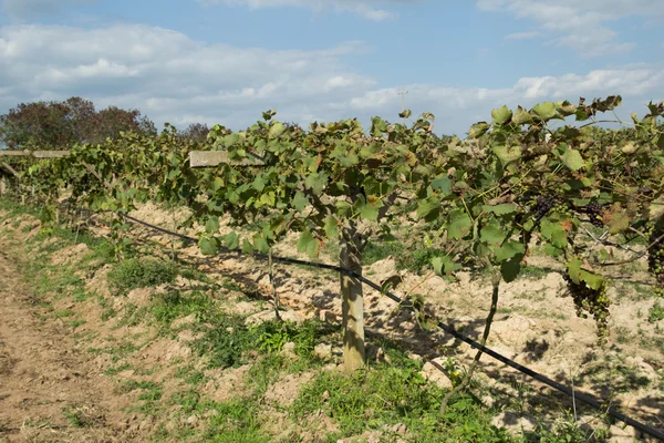 Winogrona Produkcji Wina Uprawy Winogron — Zdjęcie stockowe