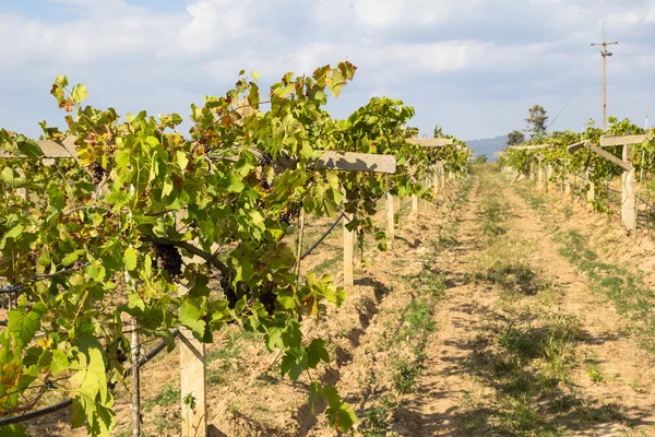 Üzüm Şarap Yapımı Büyüyen Üzüm Için — Stok fotoğraf