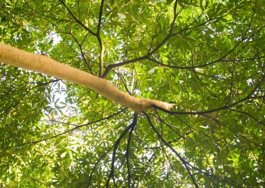 Güneşin / ağacın altındaki ağacın fotoğrafı