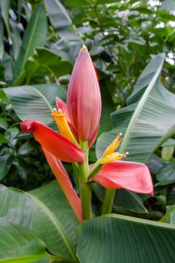 Cennet nilüfer ağacı, kızıl nilüfer çiçeği