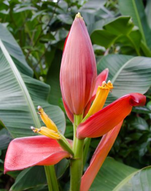 Cennet nilüfer ağacı, kızıl nilüfer çiçeği