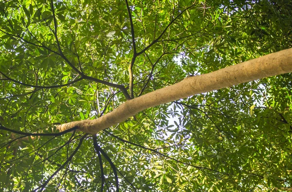 Foto Des Baumes Unter Der Sonne Baum — Stockfoto