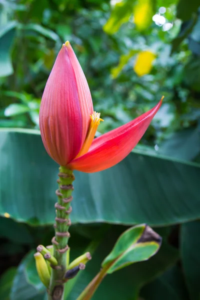 Lotus Céleste Lotus Céleste Rouge — Photo