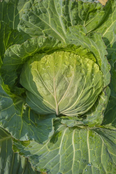 Cabbage — Stock Photo, Image