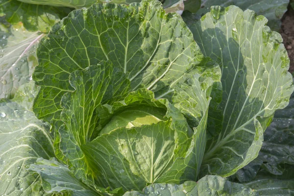 Cabbage — Stock Photo, Image