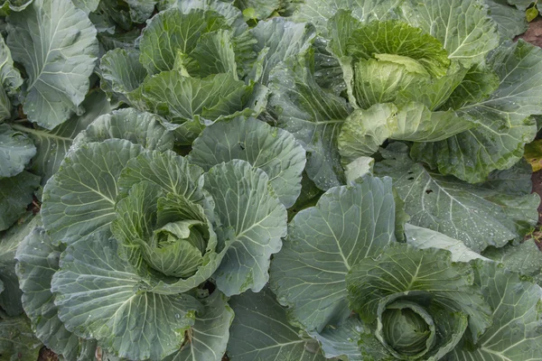 Cabbage — Stock Photo, Image