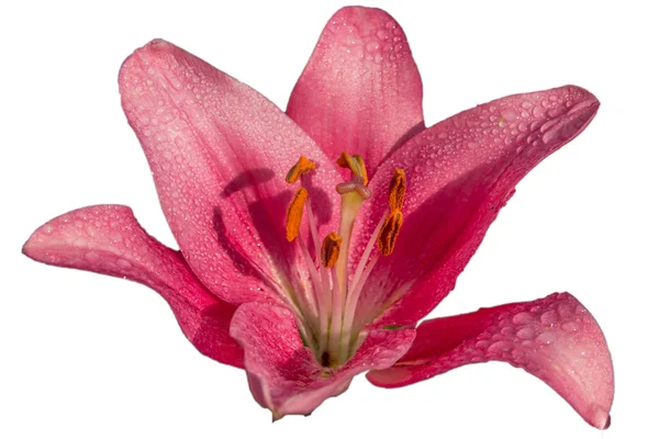 Lily — Stock Photo, Image