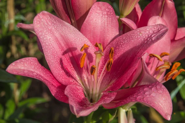 Lily — Stock Photo, Image