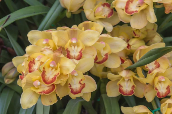 Cybidium,phal .amabilis. — Stock Photo, Image