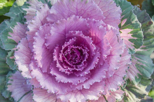 Ornamental Cabbage — Stock Photo, Image