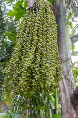 Veitchia merrillii (Becc.) İLERİ.