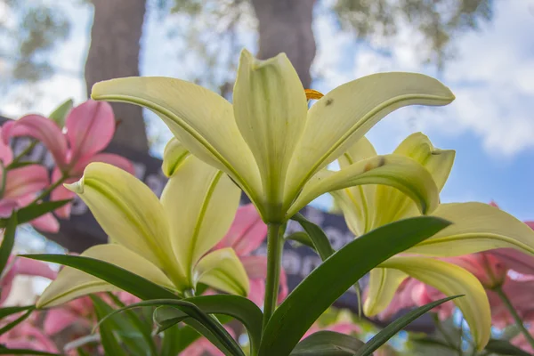 Lily — Stock Photo, Image