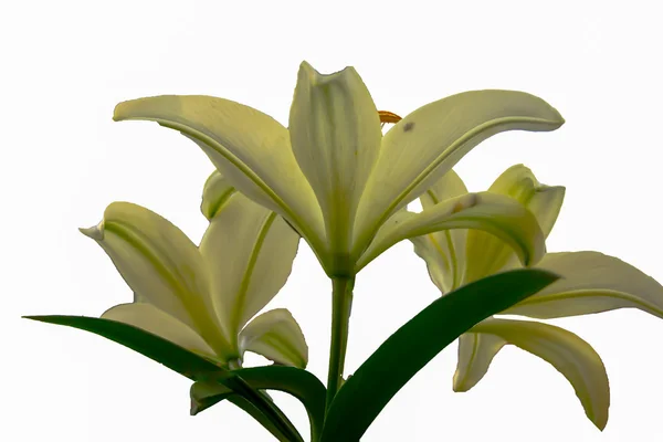 Lily — Stock Photo, Image