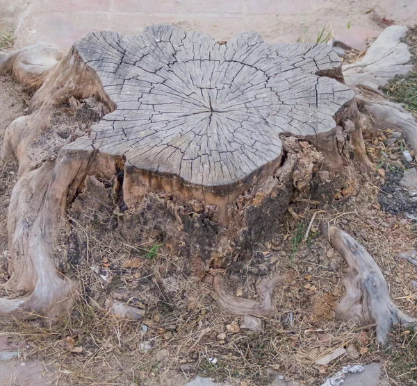 Klon drzewo giczoł — Zdjęcie stockowe