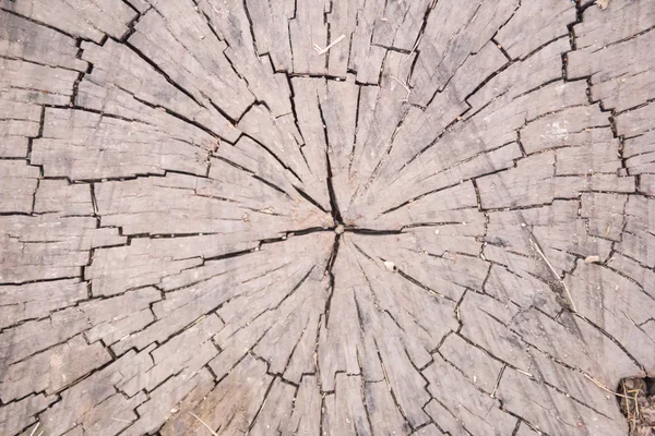 Klon drzewo giczoł — Zdjęcie stockowe