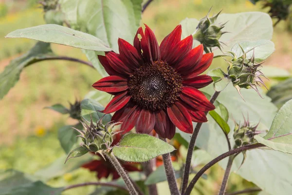 太陽の花 — ストック写真