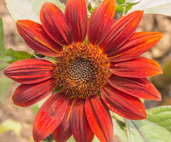 太陽の花 — ストック写真