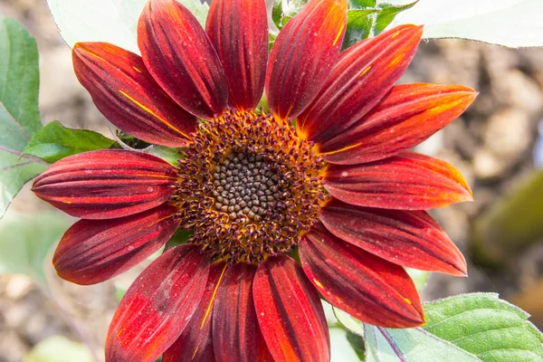 太陽の花 — ストック写真