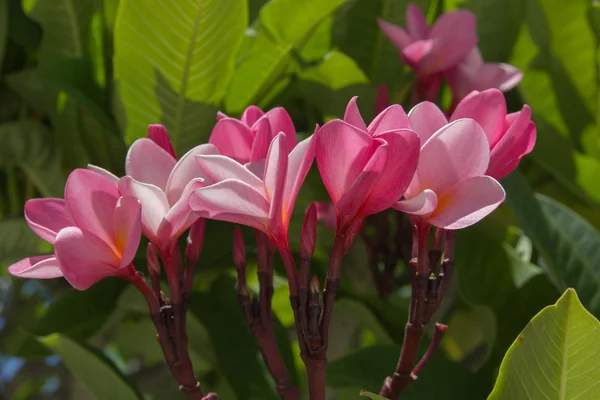 Цветок Плюмерии — стоковое фото