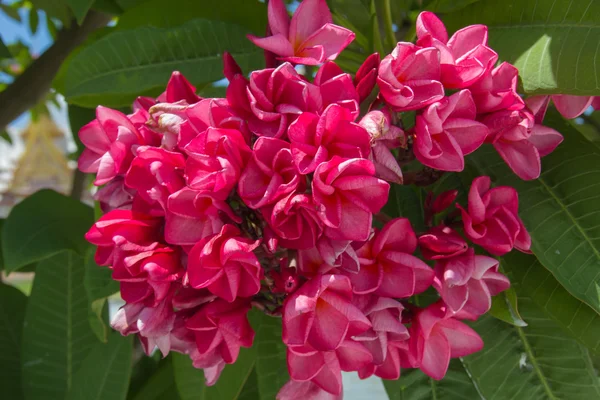 Flor de plumeria — Fotografia de Stock