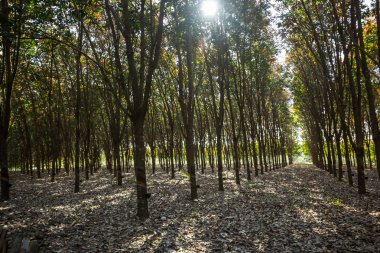 Kauçuk, lateks, kauçuk dokunarak.