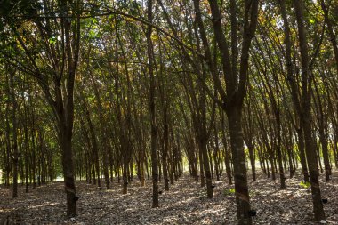 Kauçuk, lateks, kauçuk dokunarak.