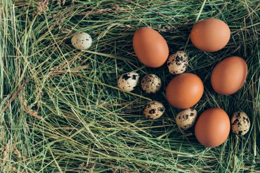 tavuk ve Bıldırcın yumurta