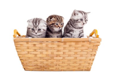 Üç İskoç fold sevimli yavru kedi sepeti oturuyor