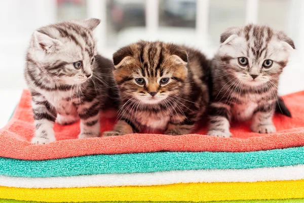 Drei neugierige Kätzchen. — Stockfoto