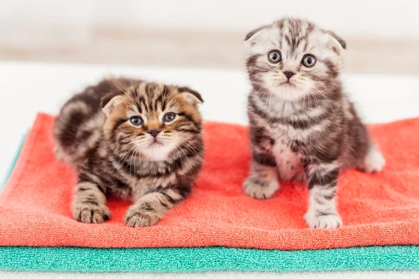 Gatinhos de dobra escoceses curiosos — Fotografia de Stock