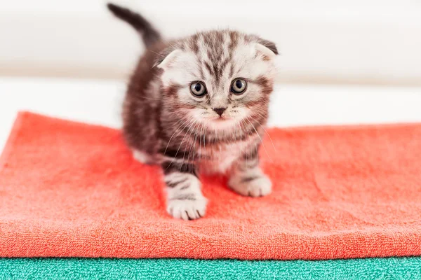 Escocês dobra gatinho — Fotografia de Stock