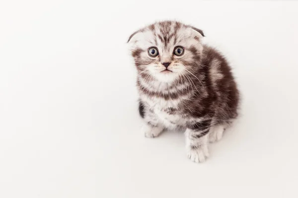 Schotse vouwen kitten camera kijken — Stockfoto