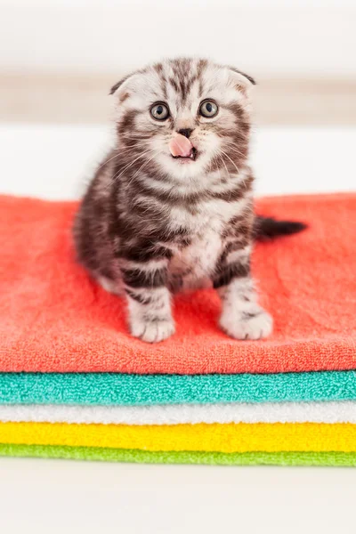 Szkocki zwisłouchy kotek lizanie jego wąsy — Zdjęcie stockowe