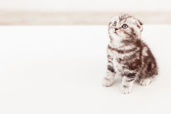 Scottish fold kitten looking away — Stock Photo, Image