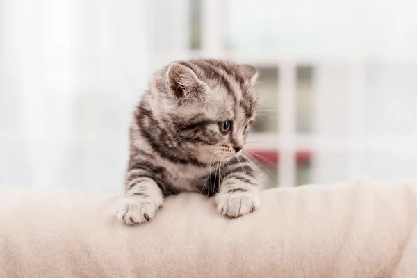 Curioso poco escocés pliegue gatito — Foto de Stock